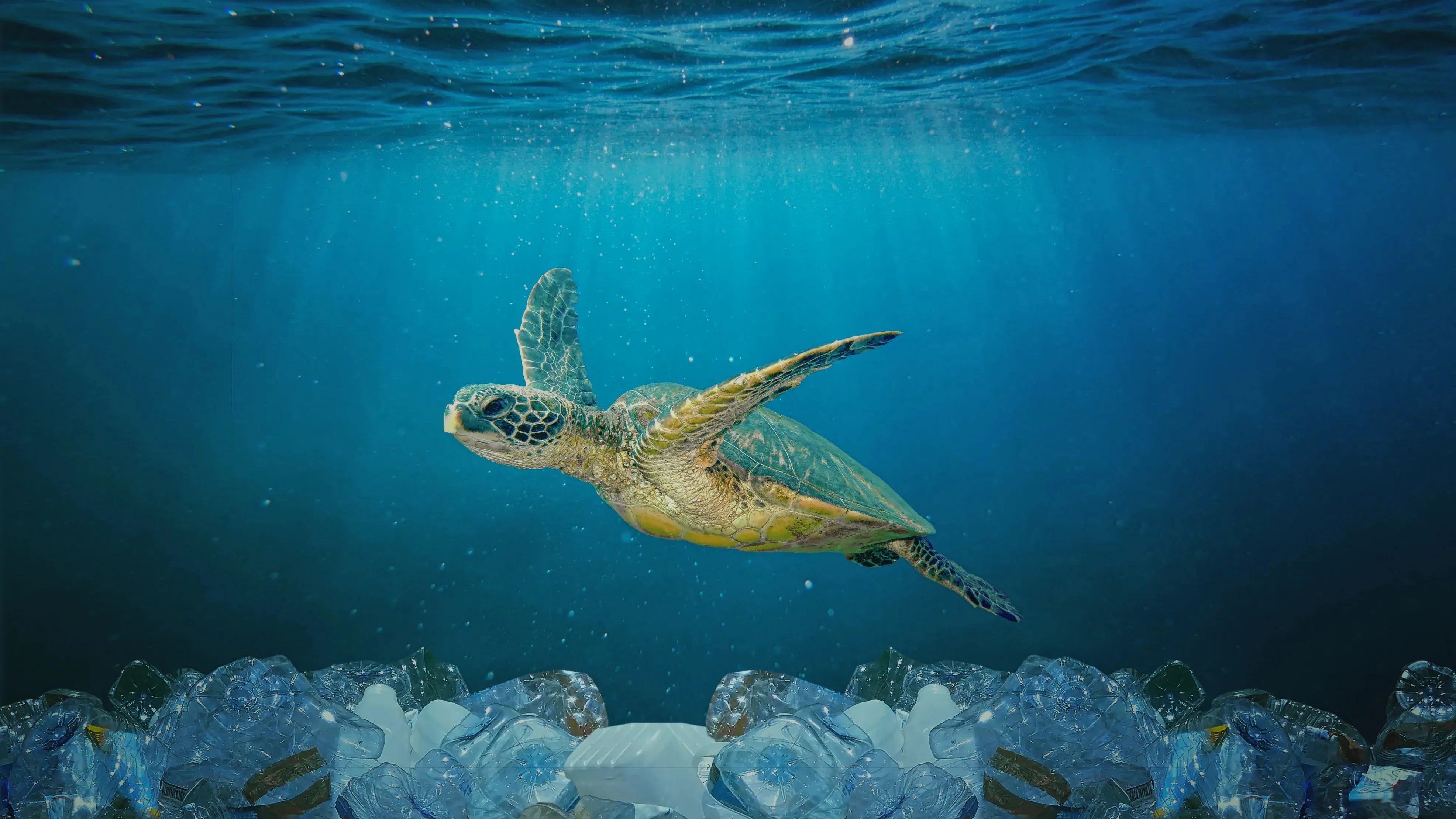 World Turtle Day: Why Clean Oceans Matter And How Your Swimwear Can Help